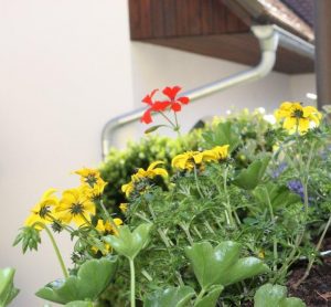 Urlaub Blumen Genuss Erlebnis bunt balkonblumen blakon gemütlich nächtigen übernachten Natur