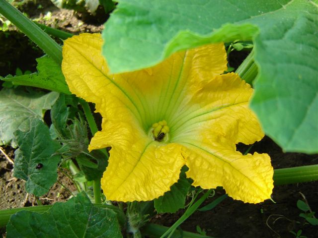 Kürbis, Blüte, Farmer-Rabensteiner, Kürbiskernöl, Erlebnis, Kernöl, Öl