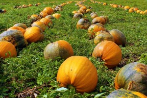 Kürbis Kürbisfeld Farmer-Rabensteiner Kürbiskernöl ERlebnis